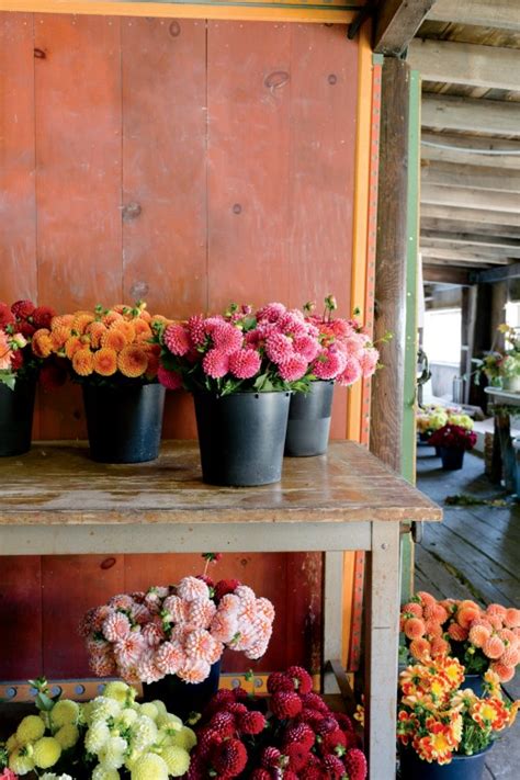 family farms upton ma|dahlias in upton ma.